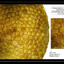 Attēlu rezultāti vaicājumam “Frullania tamarisci”