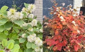 Attēlu rezultāti vaicājumam “Fothergilla major”