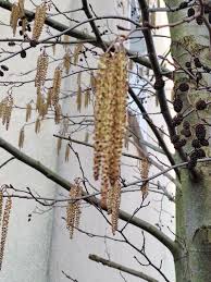 Attēlu rezultāti vaicājumam “Alnus glutinosa”