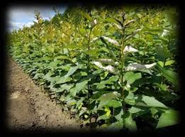 Attēlu rezultāti vaicājumam “Populus x petrowskyana”