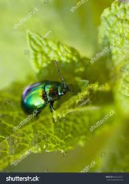 Attēlu rezultāti vaicājumam “Linaeidea aenea”