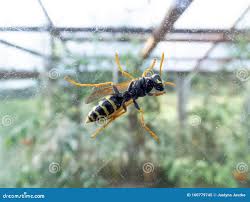 Attēlu rezultāti vaicājumam “Polistes nimpha”