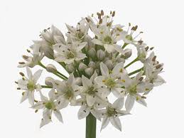 Image result for Allium tuberosum