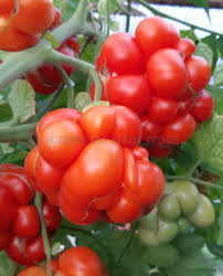 Afbeeldingsresultaat voor voyage tomato