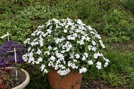 Image result for Impatiens walleriana