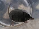 This small carnivore was spotted wandering rather aimlessly along the track - via Daymix