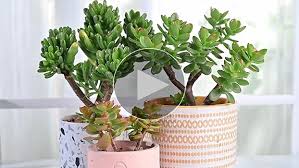 Image result for Crassula hobbit
