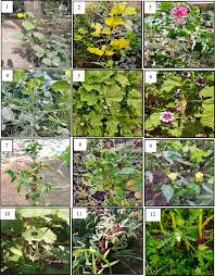 Attēlu rezultāti vaicājumam “Malvaceae”