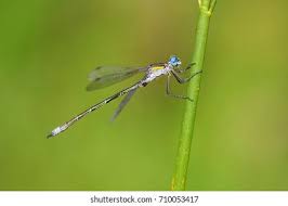 Attēlu rezultāti vaicājumam “Lestes dryas male”