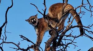 Image result for Ut Cougars