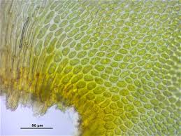 Attēlu rezultāti vaicājumam “Antitrichia curtipendula macro”