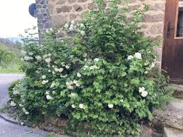 Attēlu rezultāti vaicājumam “Viburnum opulus flower”