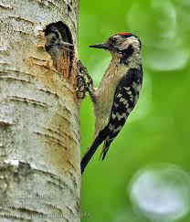Attēlu rezultāti vaicājumam “Dendrocopos minor female”