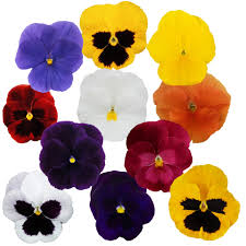 Image result for Viola x wittrockiana `Hiemalis`