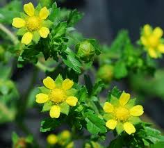 Attēlu rezultāti vaicājumam “Potentilla supina leaf”