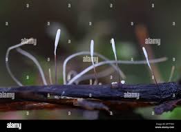 Attēlu rezultāti vaicājumam “Typhula erythropus”