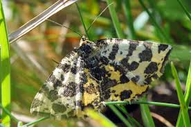 Attēlu rezultāti vaicājumam “Pseudopanthera macularia”