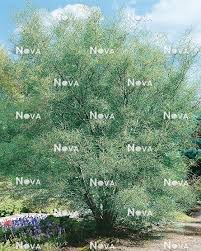 Attēlu rezultāti vaicājumam “Frangula alnus”