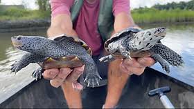 Image result for Malaclemys terrapin