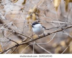 Attēlu rezultāti vaicājumam “Poecile montanus adult”