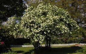 Attēlu rezultāti vaicājumam “Viburnum opulus flower”