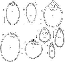 Attēlu rezultāti vaicājumam “Juncus nastanthus”