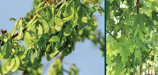Attēlu rezultāti vaicājumam “Acer saccharinum fruit”