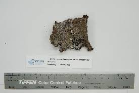 Attēlu rezultāti vaicājumam “Biatora sphaeroides”