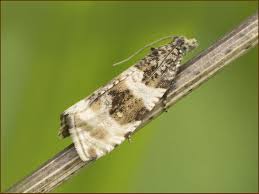 Attēlu rezultāti vaicājumam “Orthotaenia undulana”