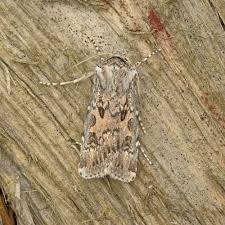 Attēlu rezultāti vaicājumam “Agrotis ripae”