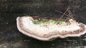 Attēlu rezultāti vaicājumam “Inonotus radiatus”