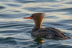 Attēlu rezultāti vaicājumam “Mergus serrator female”