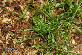 Attēlu rezultāti vaicājumam “Luzula luzuloides”