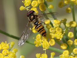 Attēlu rezultāti vaicājumam “Episyrphus balteatus”