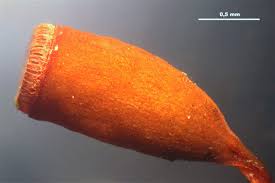 Attēlu rezultāti vaicājumam “Pogonatum urnigerum”