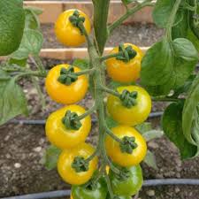 Afbeeldingsresultaat voor broad ripple yellow currant tomato