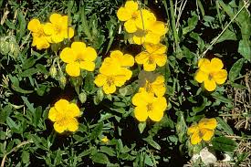 Attēlu rezultāti vaicājumam “Helianthemum nummularium”