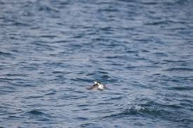 Image result for Brachyramphus perdix