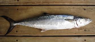 Image result for Scomberomorus cavalla