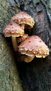 Attēlu rezultāti vaicājumam “Stropharia albocrenulata”