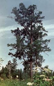 Attēlu rezultāti vaicājumam “Larix sibirica”