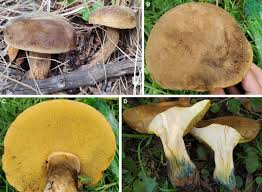 Attēlu rezultāti vaicājumam “Flaviporus citrinellus”