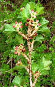 Attēlu rezultāti vaicājumam “Ribes nigrum flower”