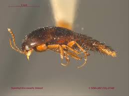 Attēlu rezultāti vaicājumam “Sepedophilus sp.”