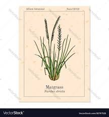 Attēlu rezultāti vaicājumam “Nardus stricta”