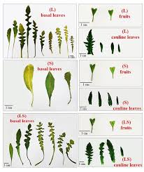 Attēlu rezultāti vaicājumam “Capsella bursa-pastoris leaf”