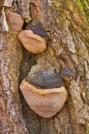 Attēlu rezultāti vaicājumam “Phellinus robustus”