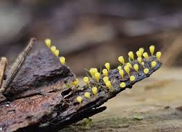 Attēlu rezultāti vaicājumam “Lycogala cf. fossiculatum”