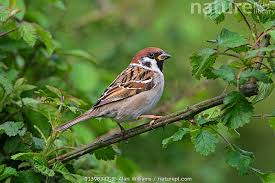 Image result for Passer montanus