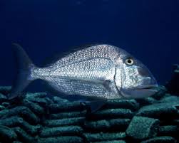 Image result for Calamus bajonado